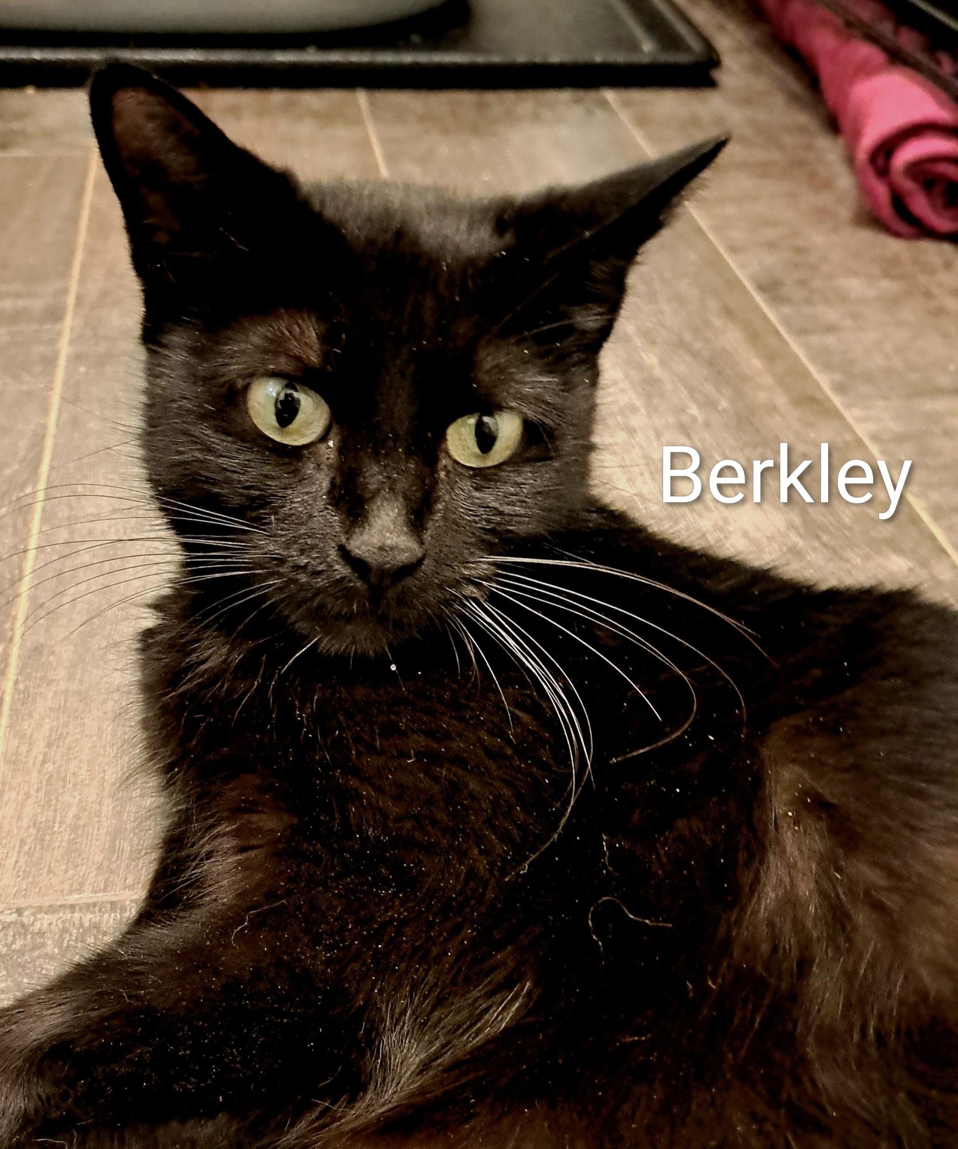 Berkley, adopted, Adult Female Domestic Short Hair.