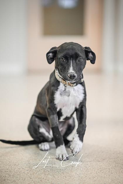 Enlarge Claire, a Adoptable mixed breed in Kalispell, MT image 1/3