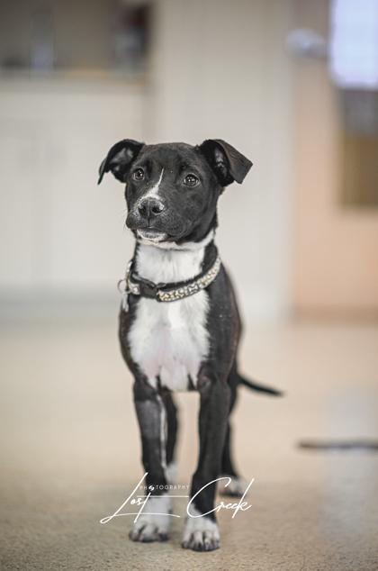 Enlarge Claire, a Adoptable mixed breed in Kalispell, MT image 2/3