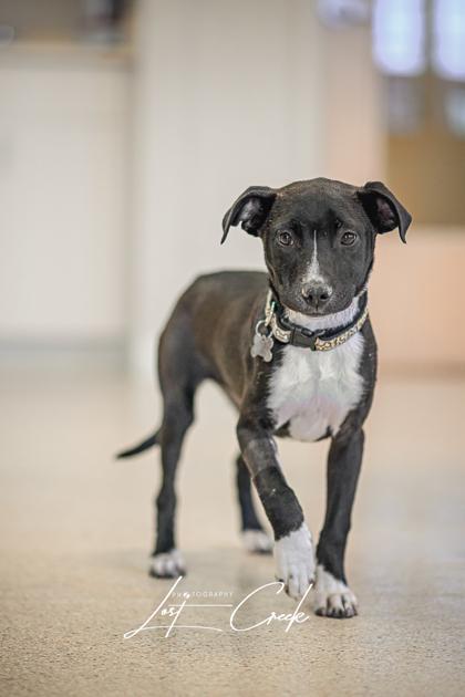 Enlarge Claire, a Adoptable mixed breed in Kalispell, MT image 3/3