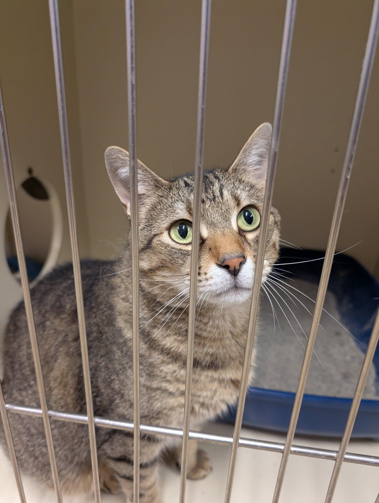 Ned, Adoptable, Adult Male Domestic Short Hair.