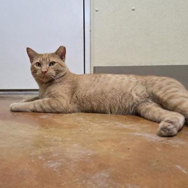 Enlarge Clyde, a ADOPTABLE Domestic Short Hair in Minneapolis, MN image 2/5