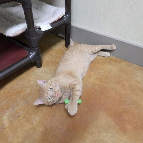 Enlarge Clyde, a ADOPTABLE Domestic Short Hair in Minneapolis, MN image 3/5