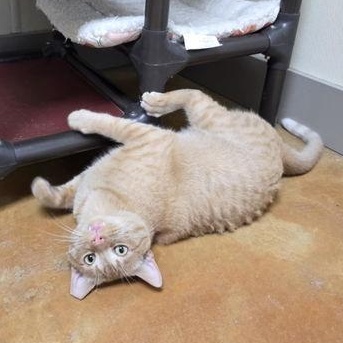 Enlarge Clyde, a ADOPTABLE Domestic Short Hair in Minneapolis, MN image 5/5