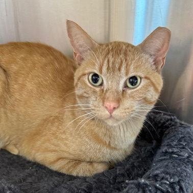 Enlarge Clyde, a ADOPTABLE Domestic Short Hair in Minneapolis, MN image 1/5