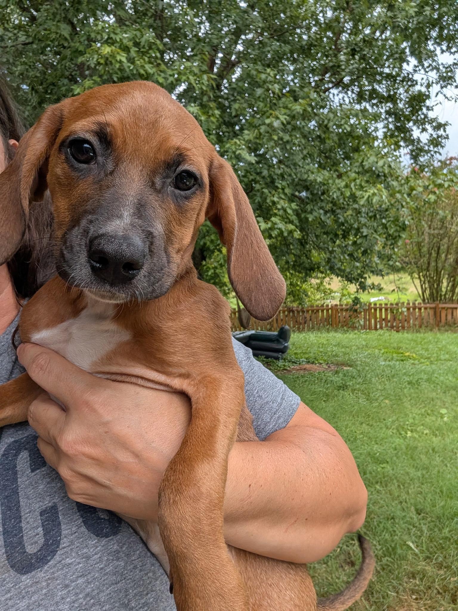 Enlarge Wren, a Adoptable mixed breed in Cosby, TN image 1/2