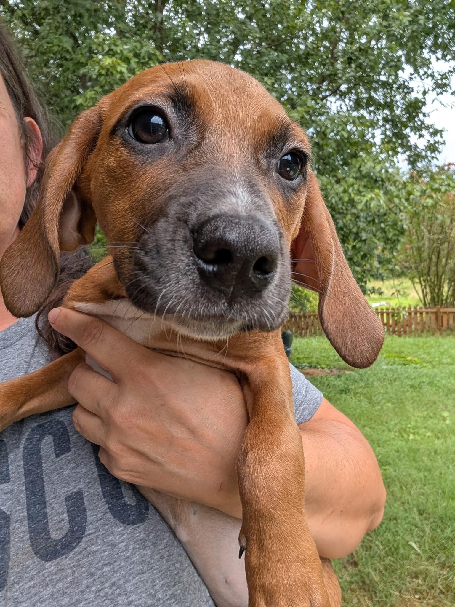 Enlarge Wren, a Adoptable mixed breed in Cosby, TN image 2/2