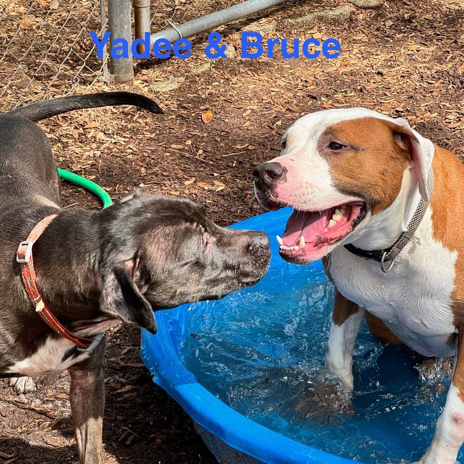 Yadee, ADOPTABLE, Adult Male Pit Bull Terrier.