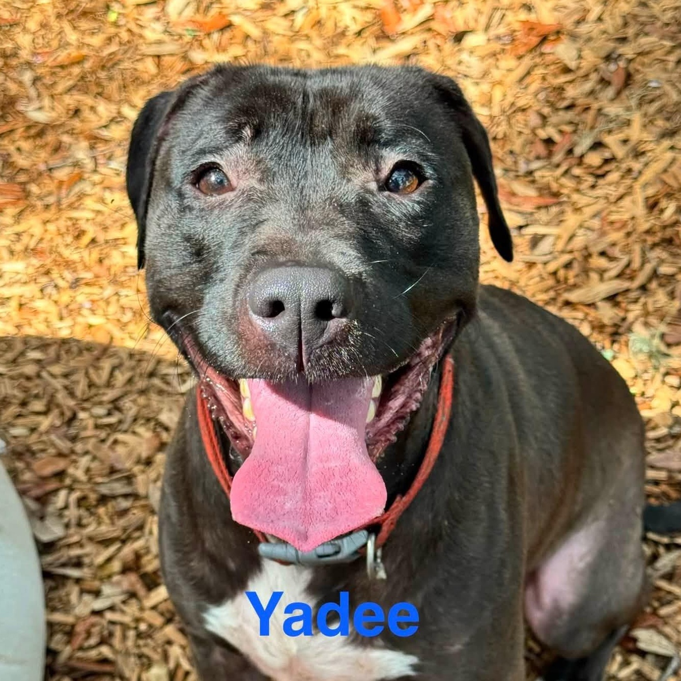 Yadee, adoptable, Adult Male Pit Bull Terrier.