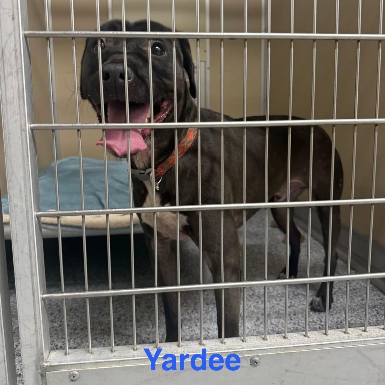 Enlarge Yadee, a ADOPTABLE Pit Bull Terrier in St. Augustine, FL image 2/2