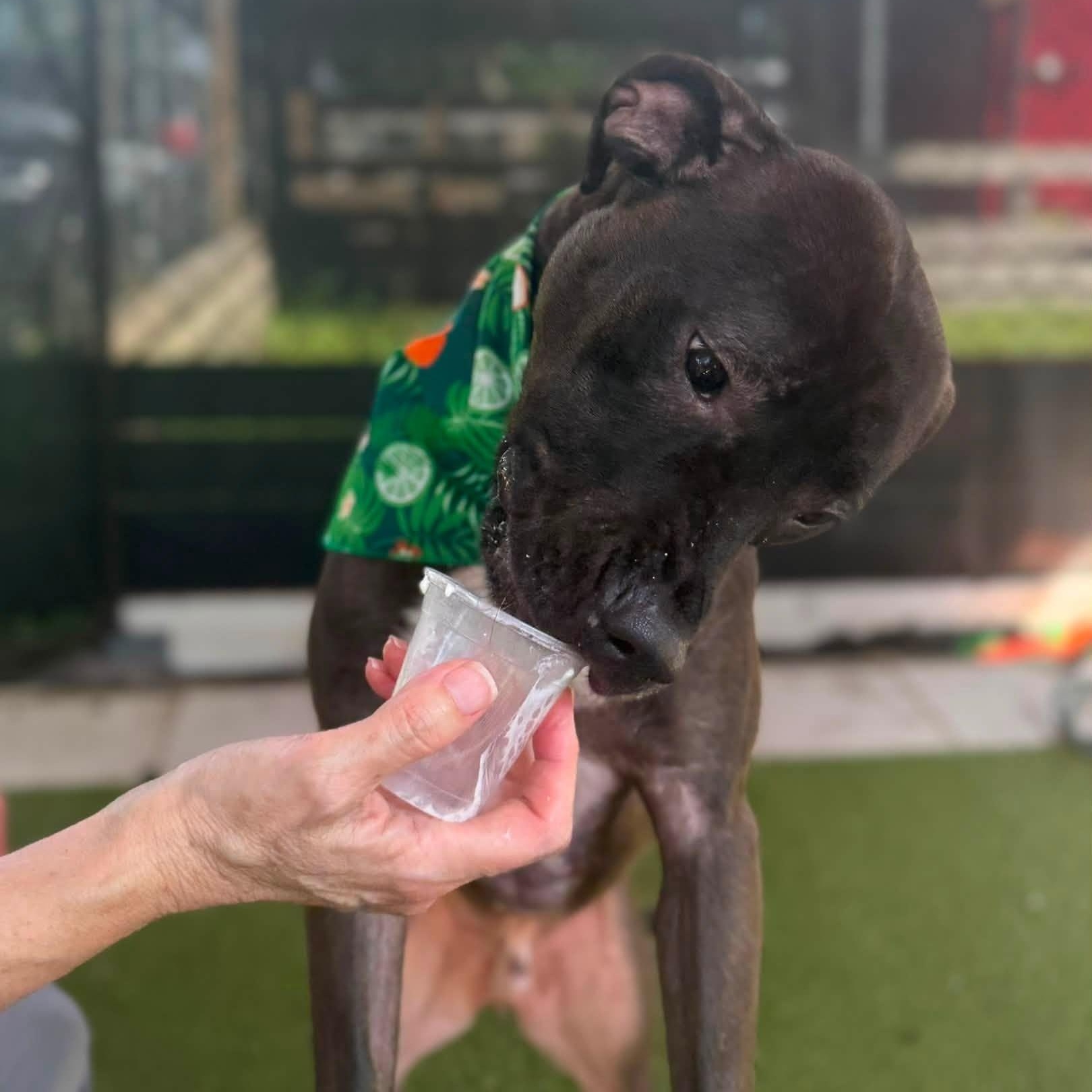 Enlarge Yadee, an adoptable Pit Bull Terrier in St. Augustine, FL image 2/3