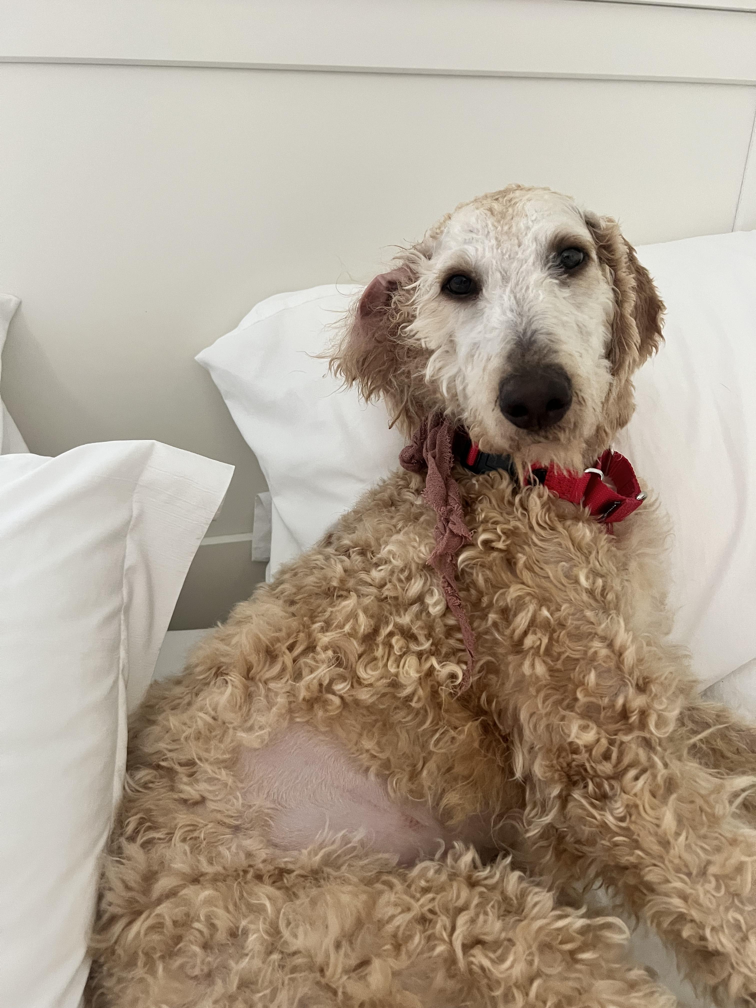 Sol, adopted, Young Female Standard Poodle.