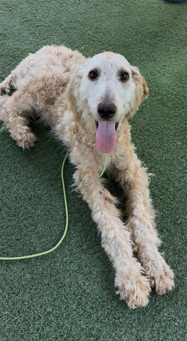 Enlarge Sol, an adopted Standard Poodle in Los Angeles, CA image 5/5