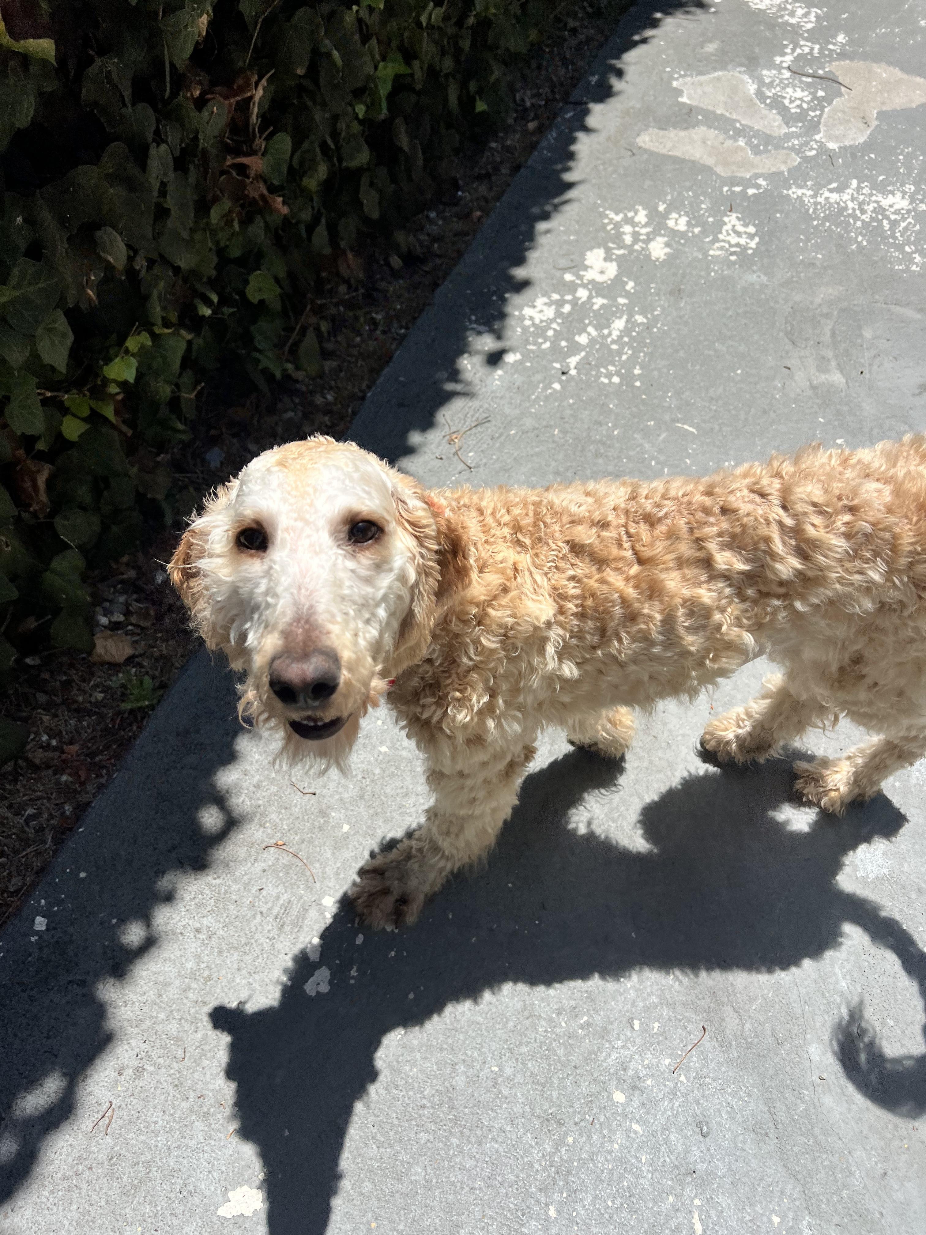 Enlarge Sol, an adopted Standard Poodle in Los Angeles, CA image 2/5