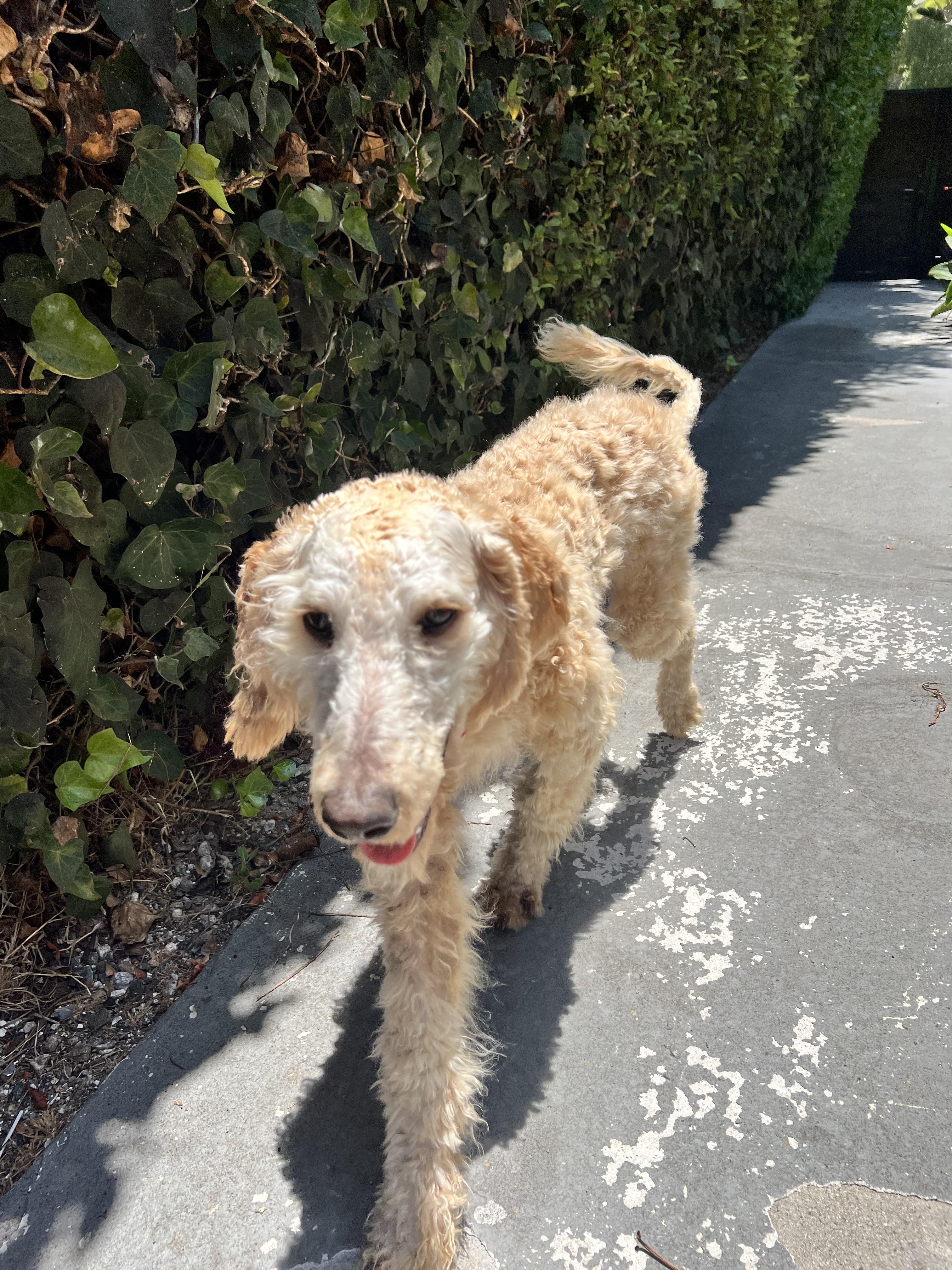 Enlarge Sol, an adopted Standard Poodle in Los Angeles, CA image 3/5