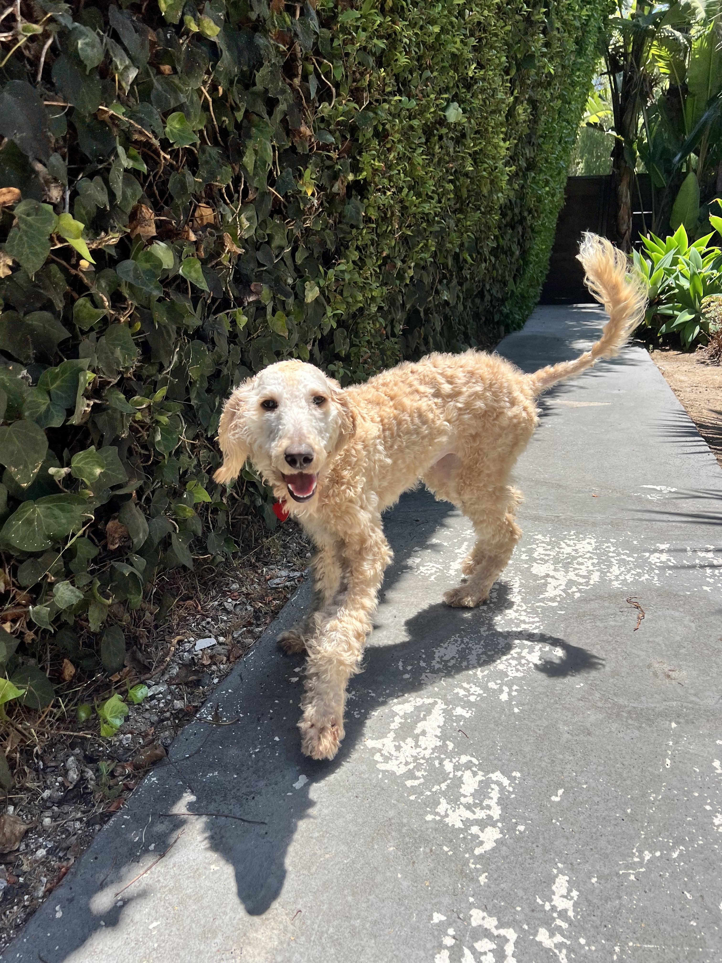Enlarge Sol, an adopted Standard Poodle in Los Angeles, CA image 4/5