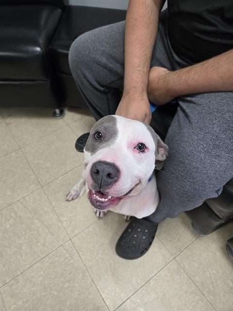 FERN, Adoptable, Young Female Pit Bull Terrier.