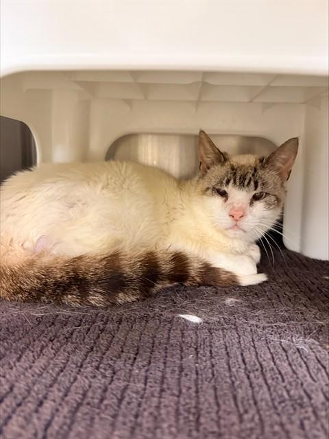 Enlarge POSEIDON, a Adoptable Domestic Short Hair in Statesville, NC image 1/1