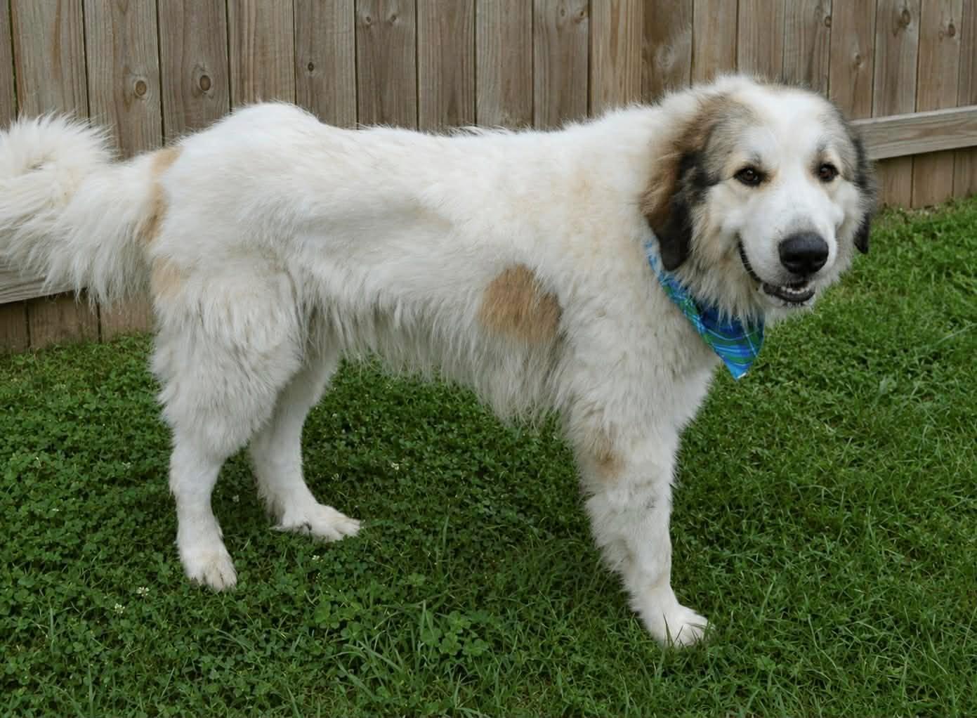 Enlarge Sampson & Delilah - Sibling Pair, a Adoptable Great Pyrenees in Oakland, NJ image 2/6