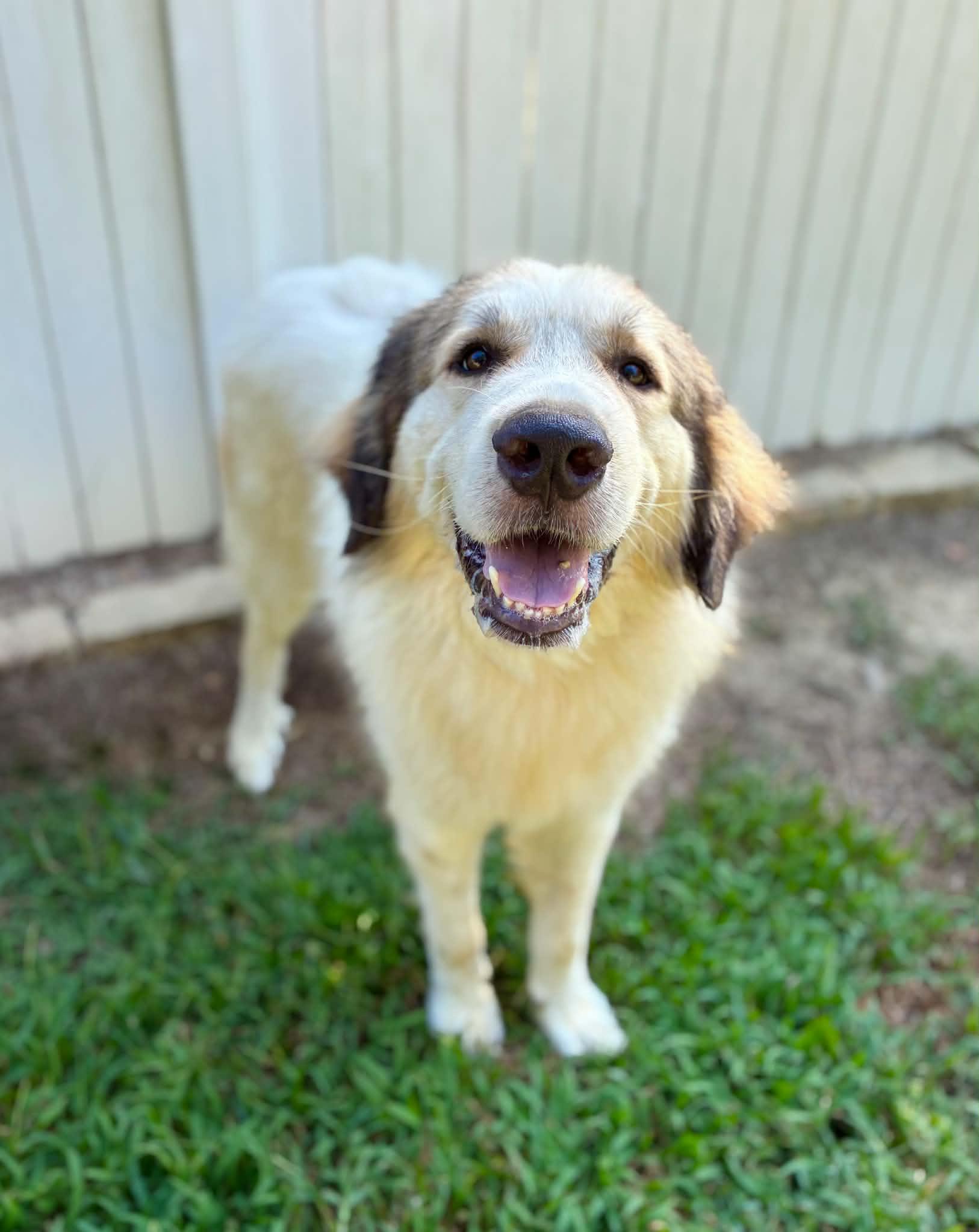 Enlarge Sampson & Delilah - Sibling Pair, a Adoptable Great Pyrenees in Oakland, NJ image 4/6
