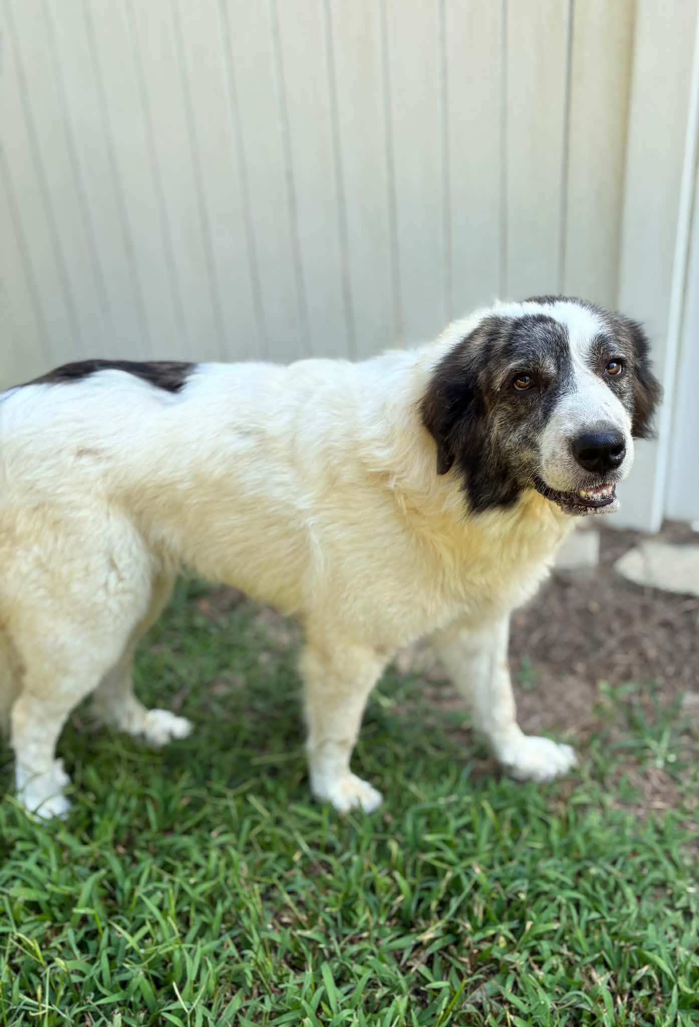 Enlarge Sampson & Delilah - Sibling Pair, a Adoptable Great Pyrenees in Oakland, NJ image 3/6