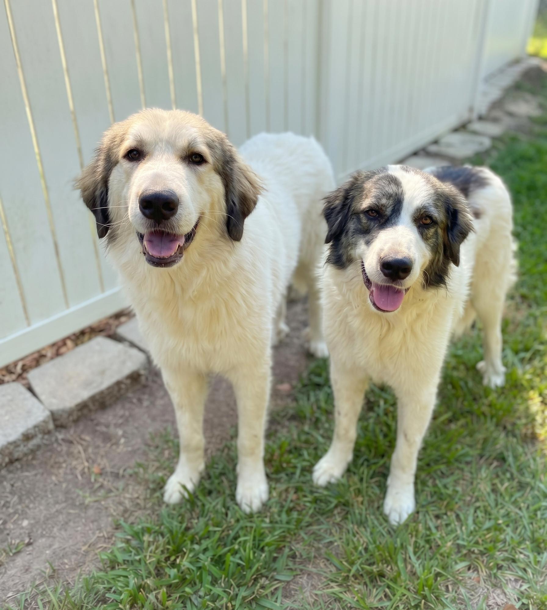 Sampson & Delilah - Sibling Pair, Adoptable, Adult Male Great Pyrenees.