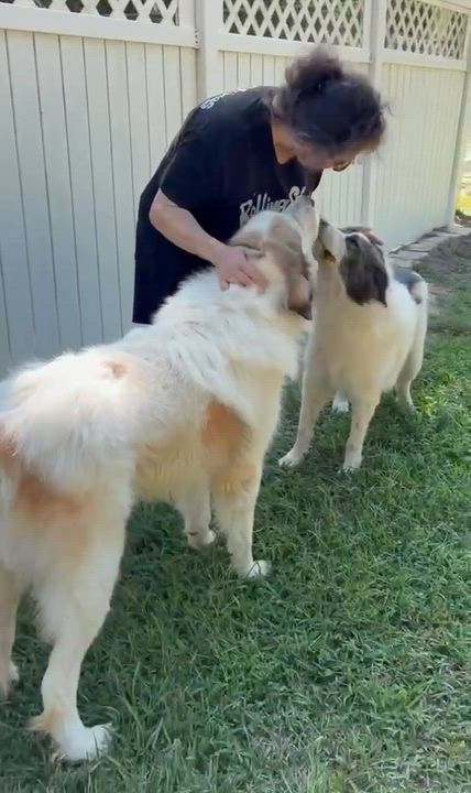 Enlarge Sampson & Delilah - Sibling Pair, a Adoptable Great Pyrenees in Oakland, NJ video 6/6