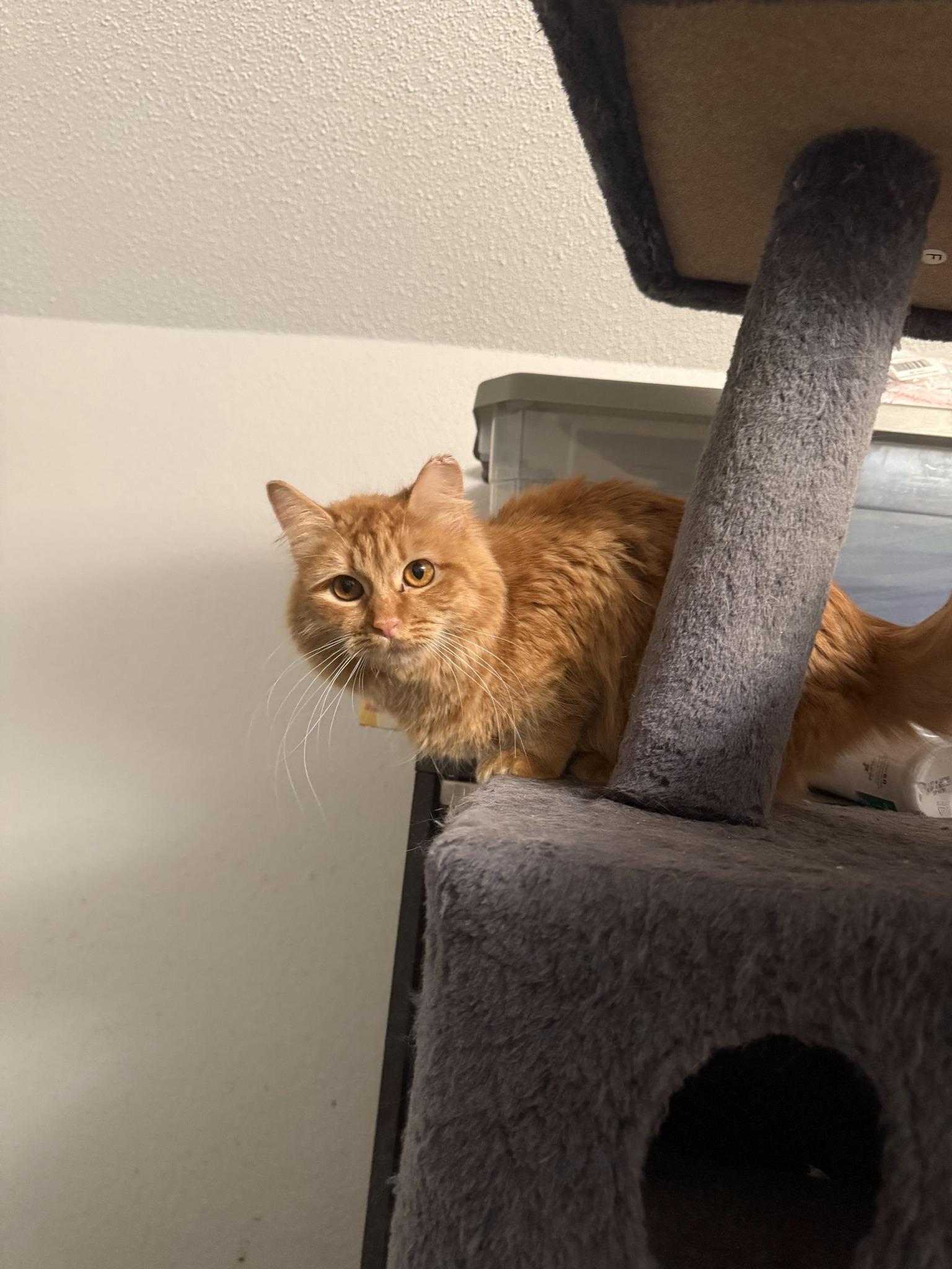 Enlarge Amelia, an adopted American Shorthair in Fertile, MN image 1/1