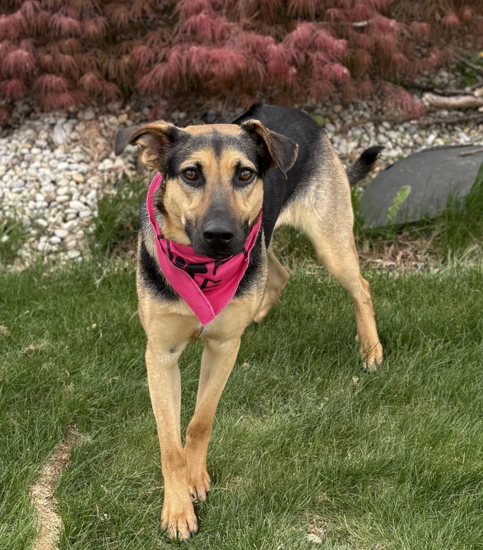Enlarge Swirl, a Adoptable Shepherd in Spring Lake, NJ image 1/3