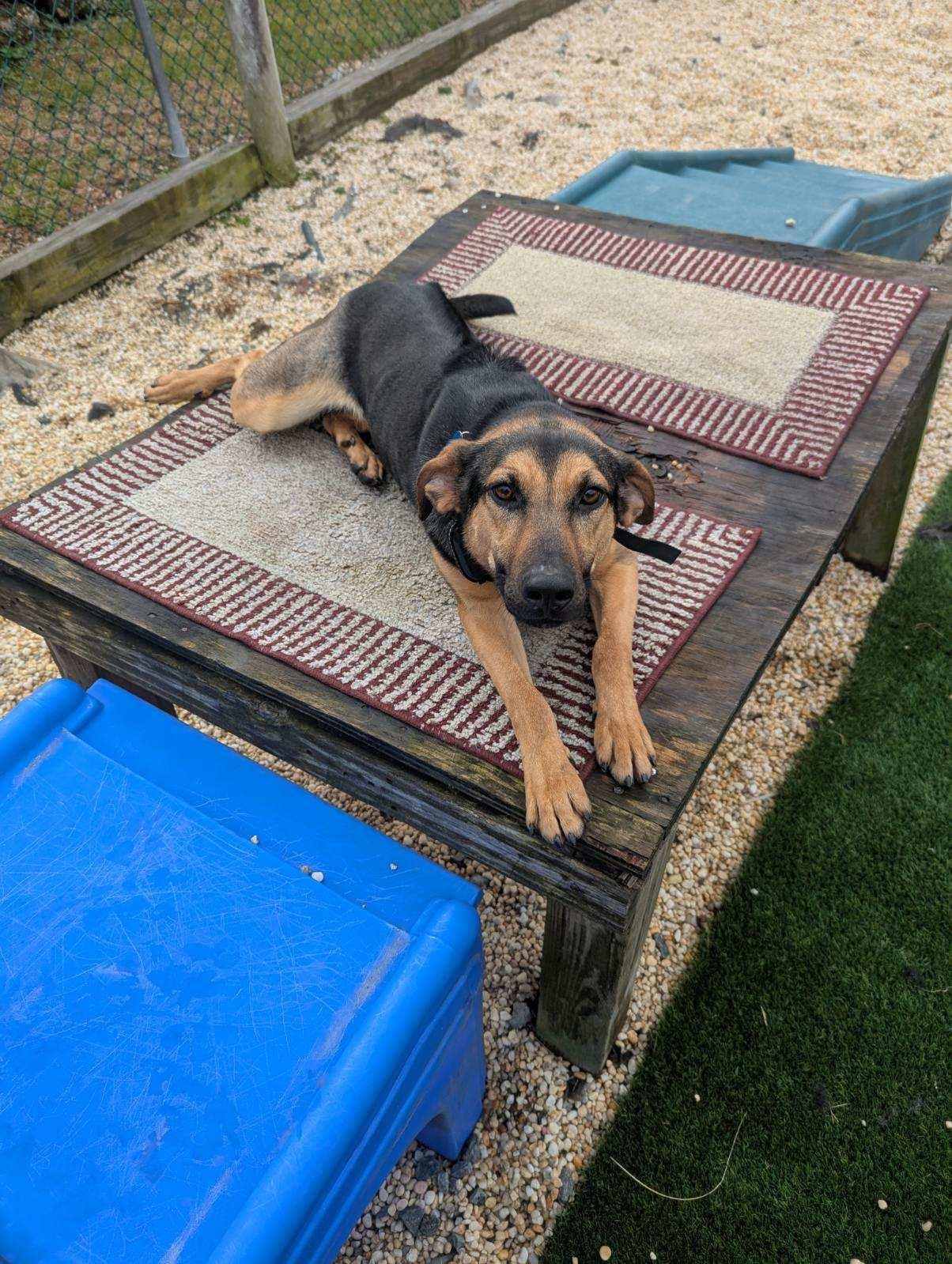 Enlarge Swirl, a Adoptable Shepherd in Spring Lake, NJ image 1/3