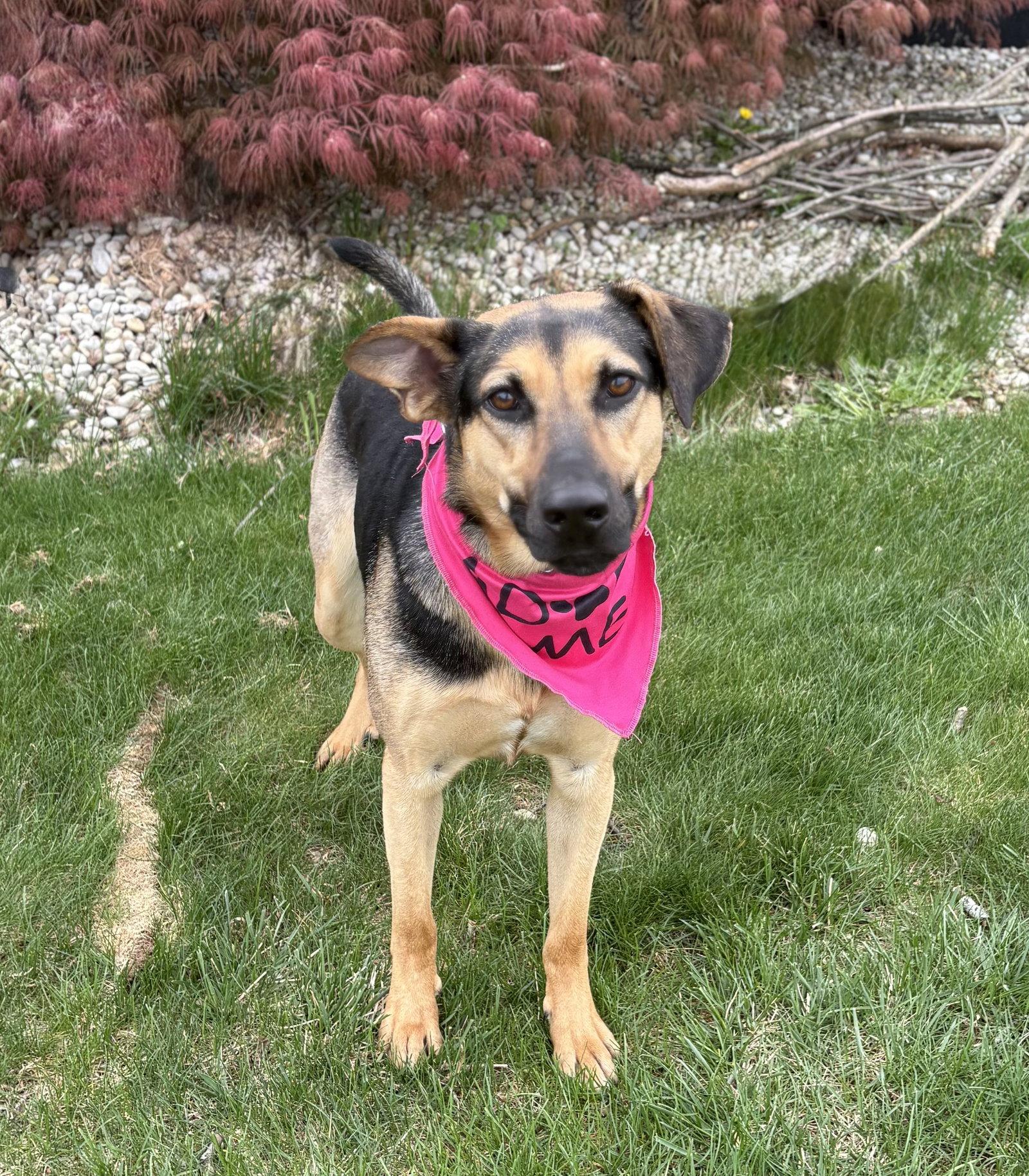 Enlarge Swirl, a Adoptable Shepherd in Spring Lake, NJ image 2/3