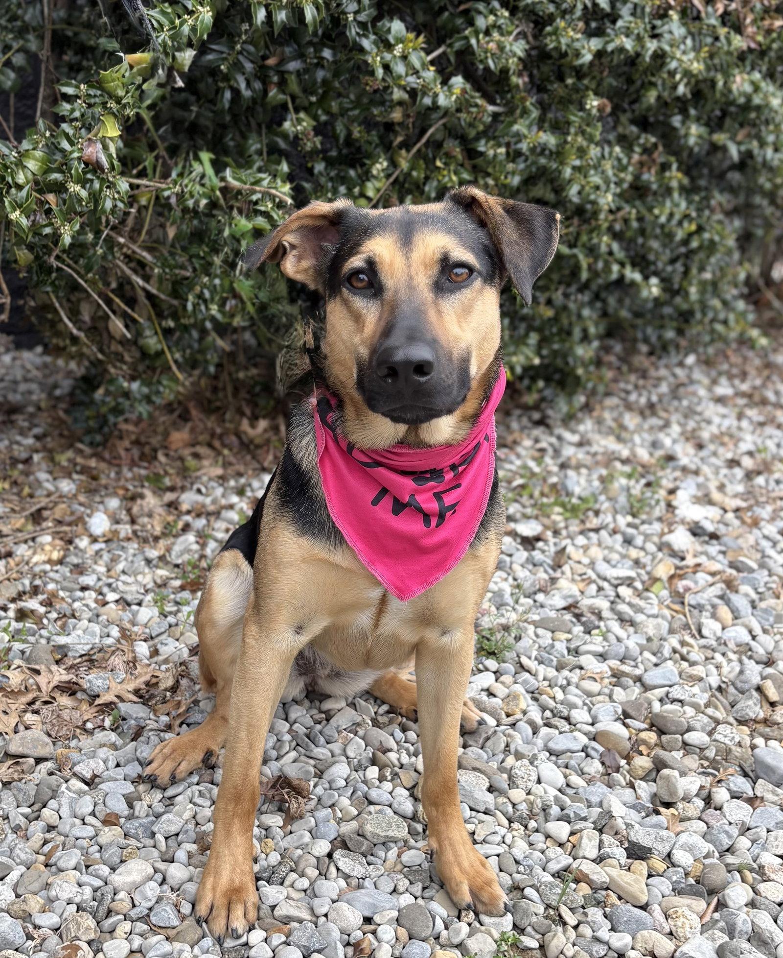 Enlarge Swirl, a Adoptable Shepherd in Spring Lake, NJ image 3/3