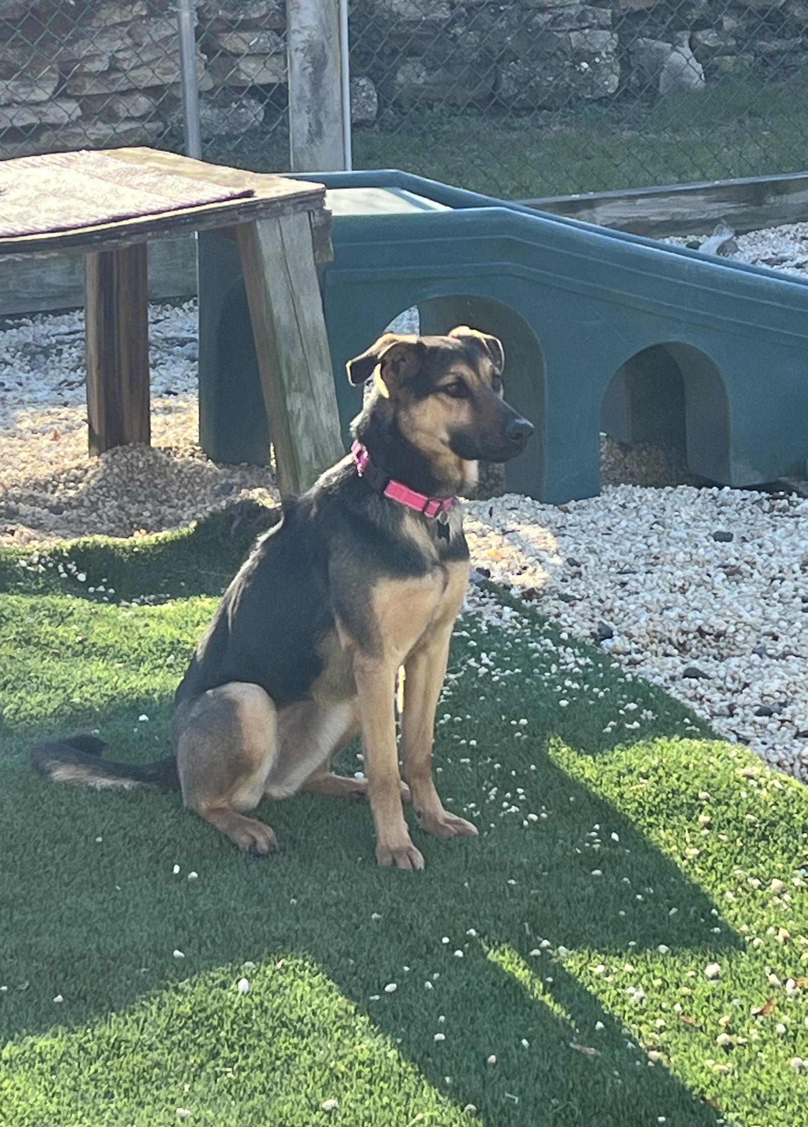 Enlarge Swirl, a Adoptable Shepherd in Spring Lake, NJ image 3/3