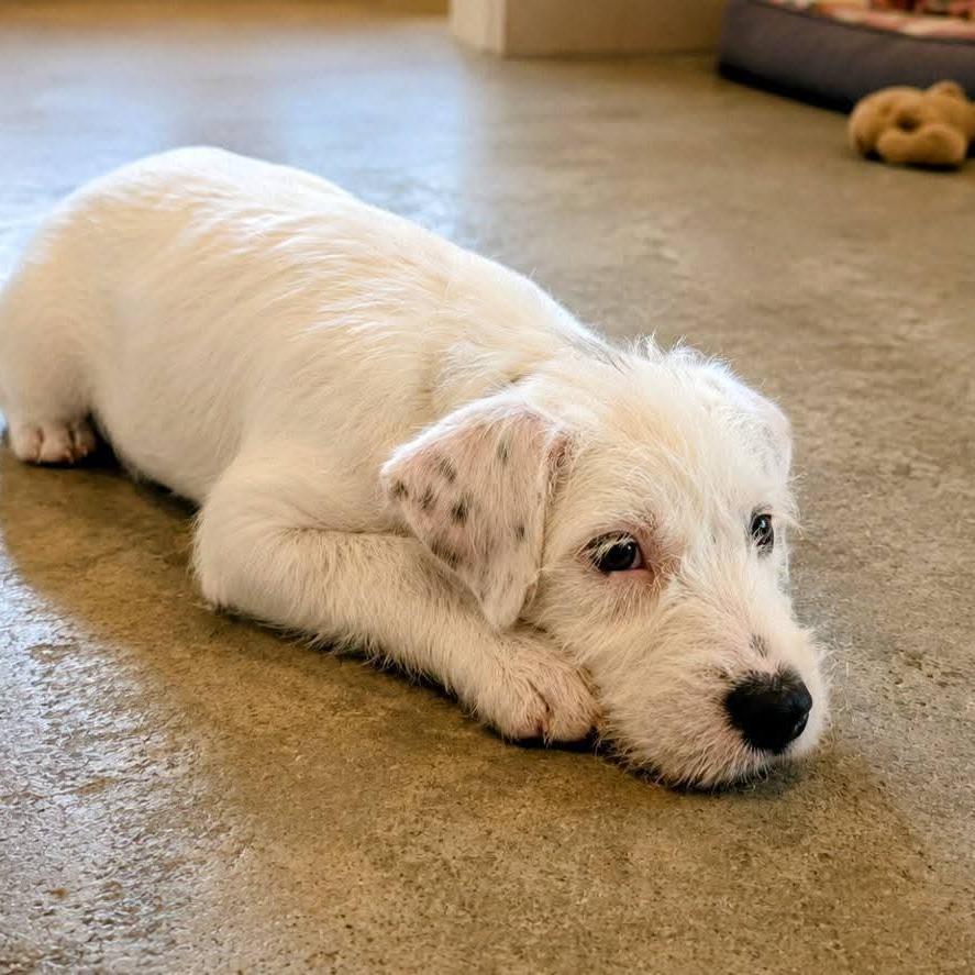 Putzie, a Adoptable mixed breed in Stevens Point, WI image 2/4