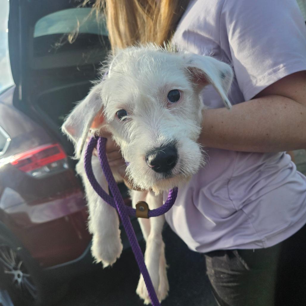 Putzie, a Adoptable mixed breed in Stevens Point, WI image 3/4