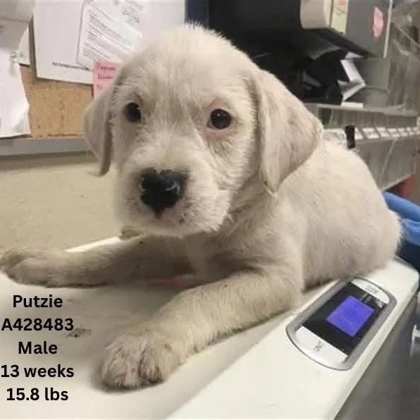 Putzie, a Adoptable mixed breed in Stevens Point, WI image 4/4