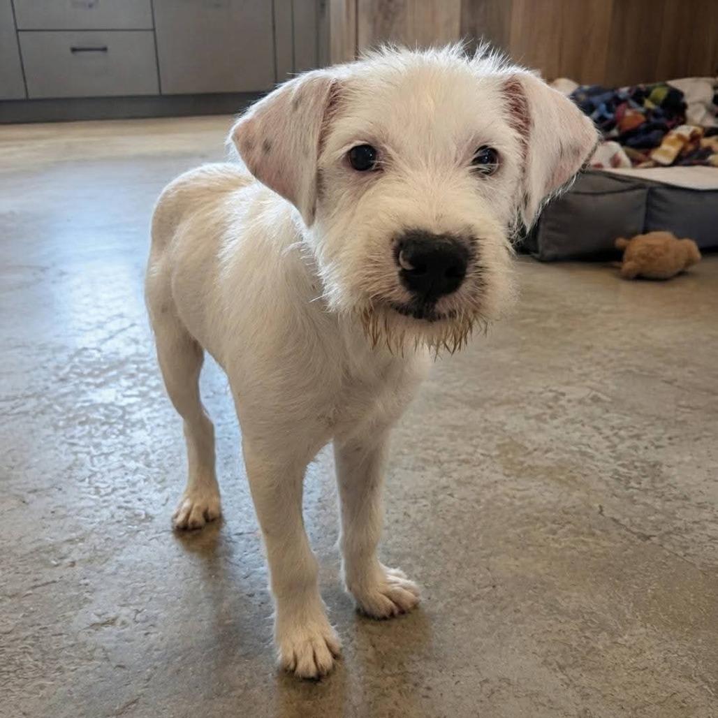 Putzie, Adoptable, Puppy Male Miniature Schnauzer & Pointer.