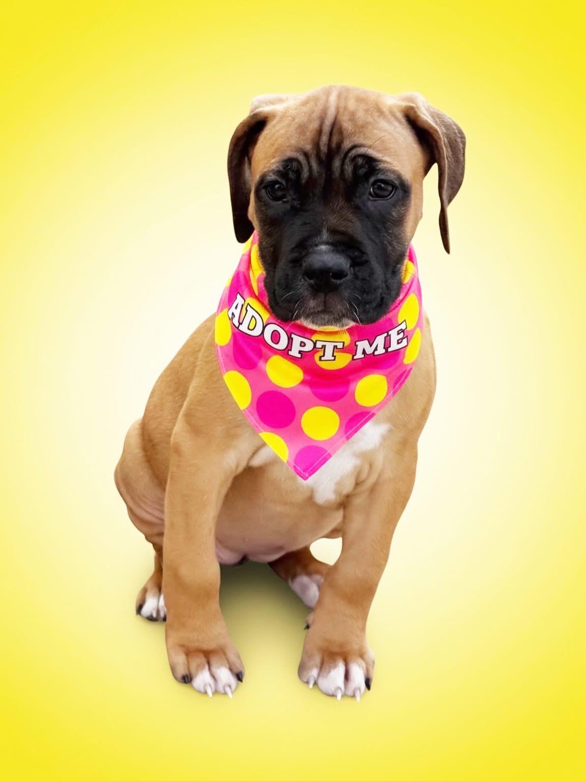 Cera -ADOPT Me, ADOPTABLE, Puppy Female Mastiff.