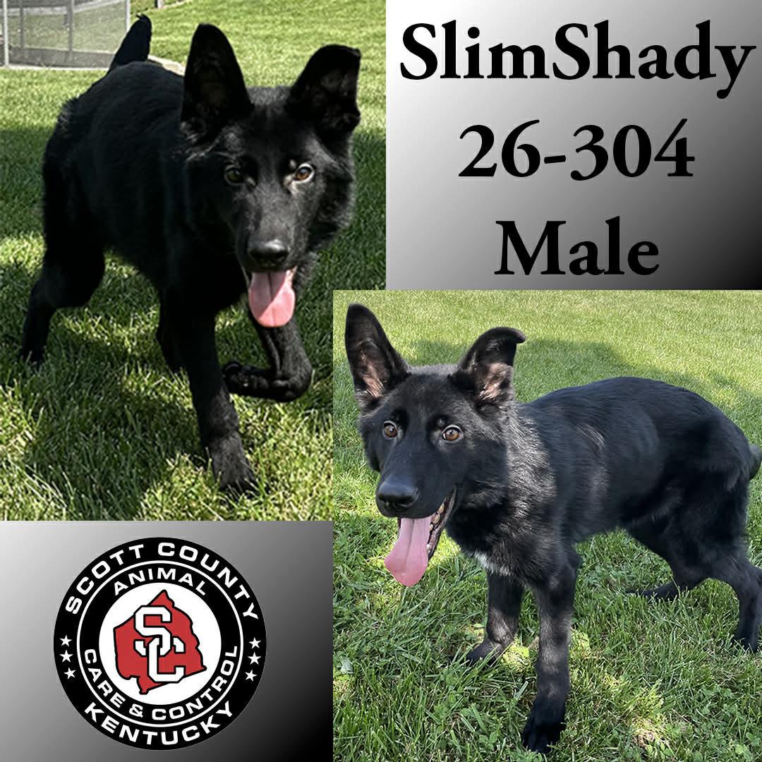 Enlarge Slim Shady, a Adopted German Shepherd Dog in Georgetown, KY image 1/1