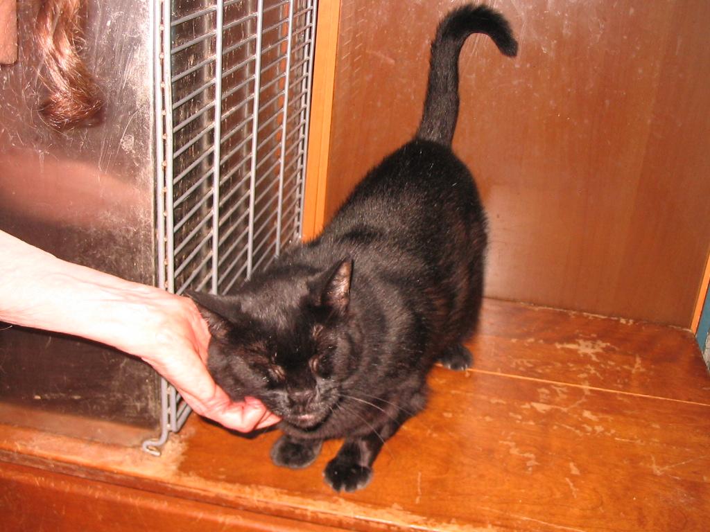 Luna, a Adopted Domestic Short Hair in Brooklyn, NY image 1/2