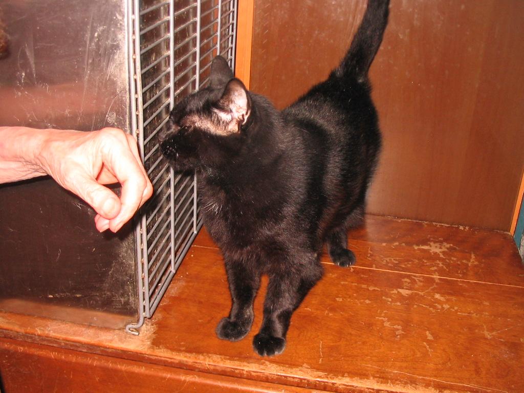 Luna, a Adopted Domestic Short Hair in Brooklyn, NY image 2/2