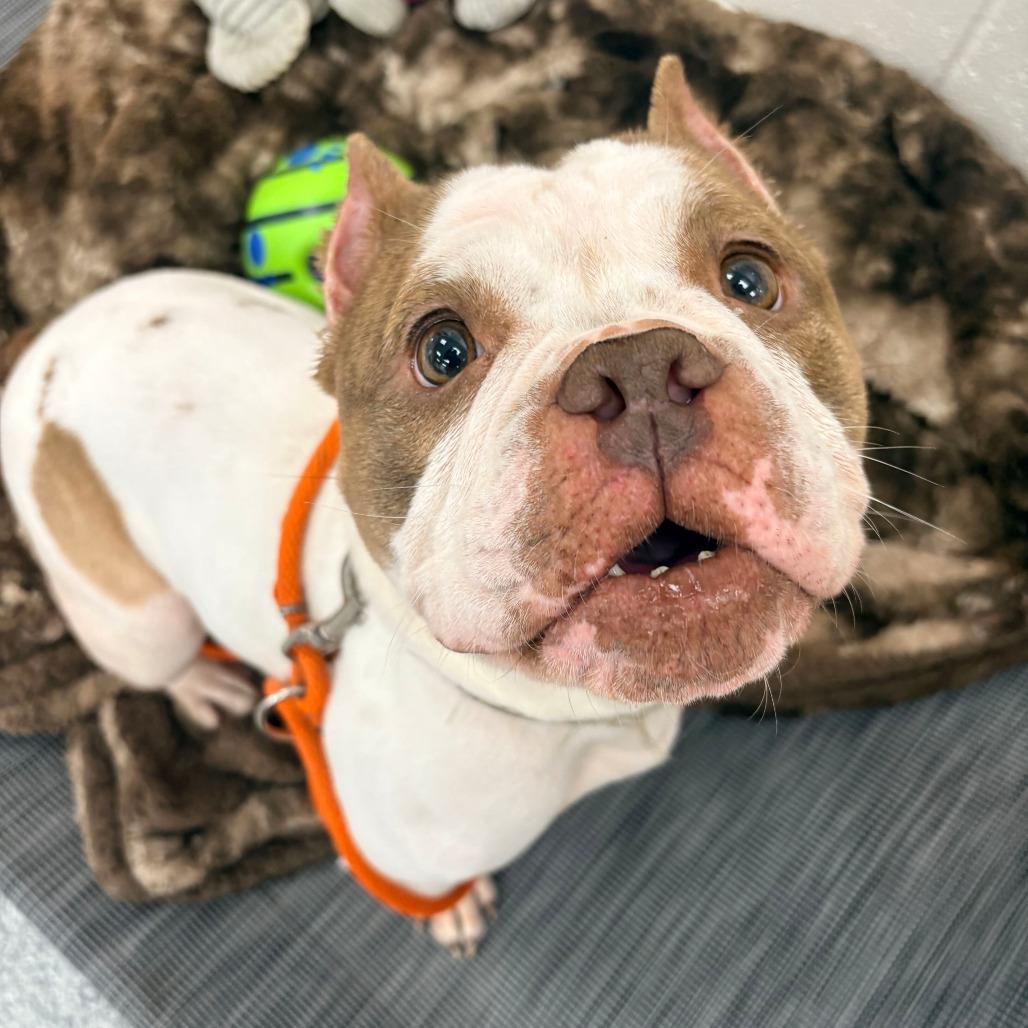 Frazzle, Adoptable, Senior Female English Bulldog.
