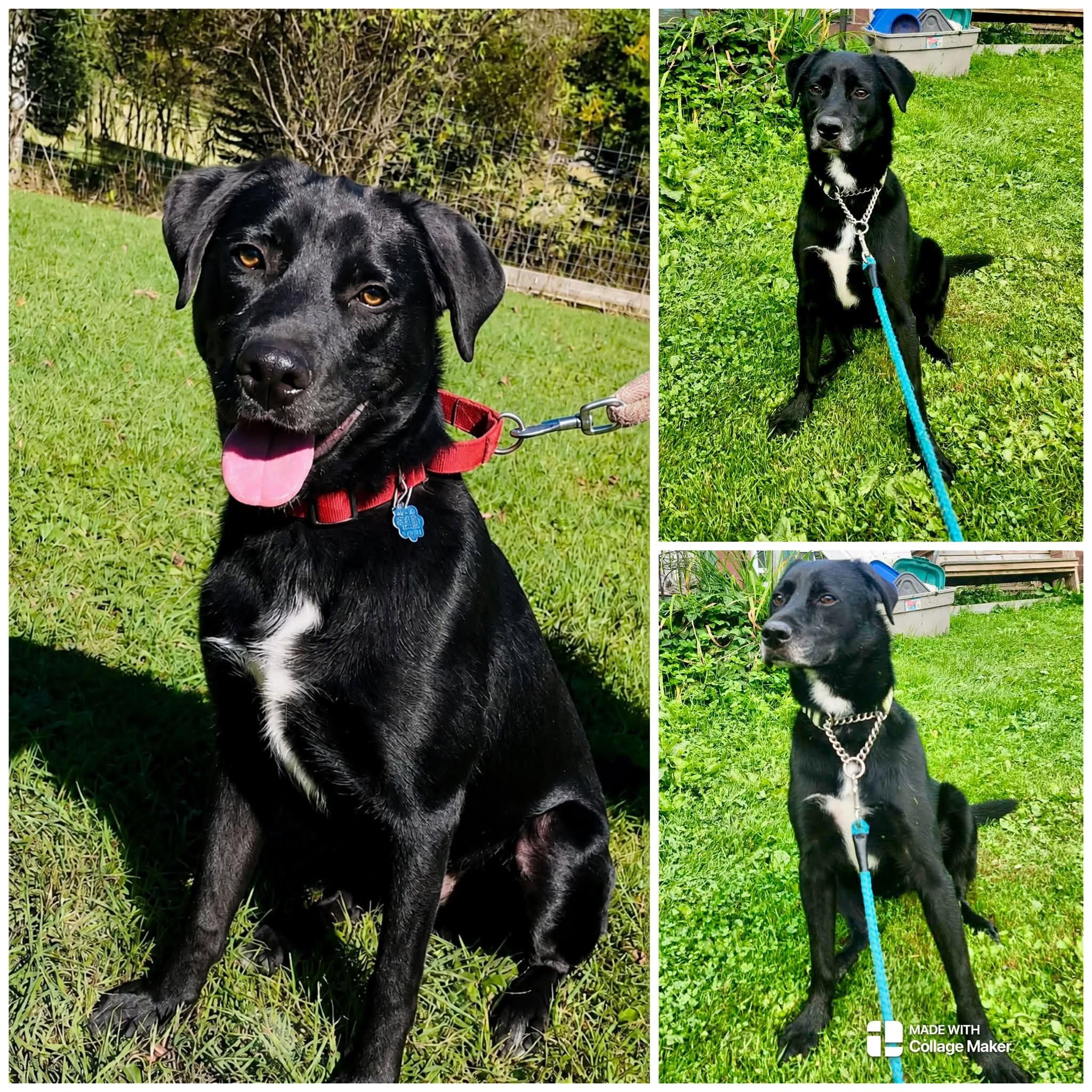 SMOKEY, Adoptable, Young Male Labrador Retriever.