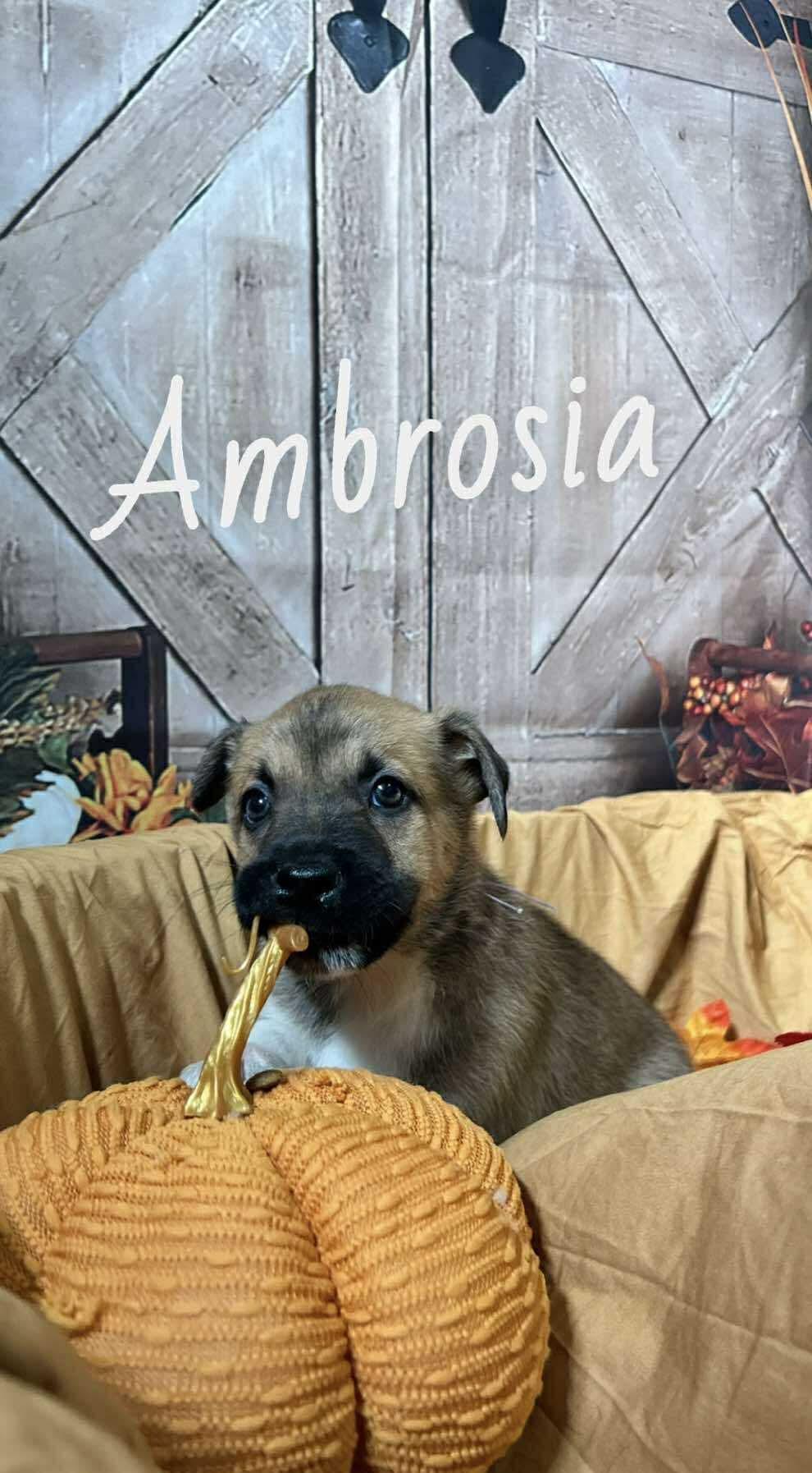 Ambrosia
