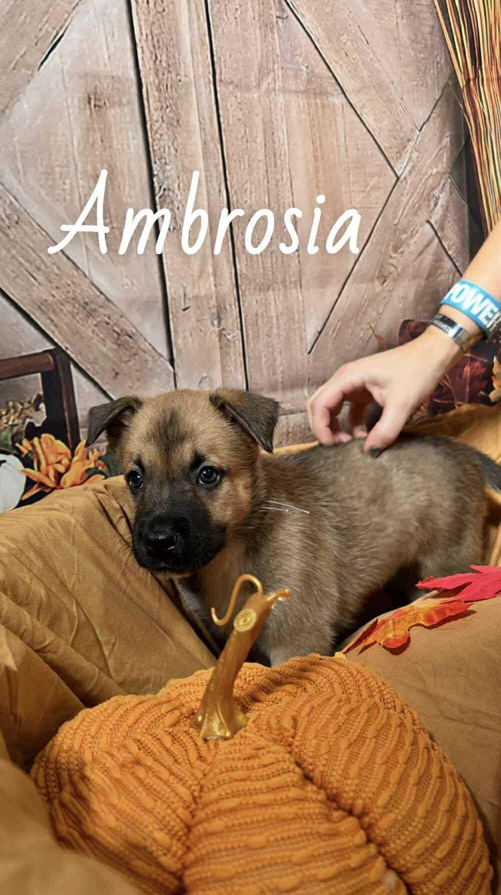 Ambrosia
