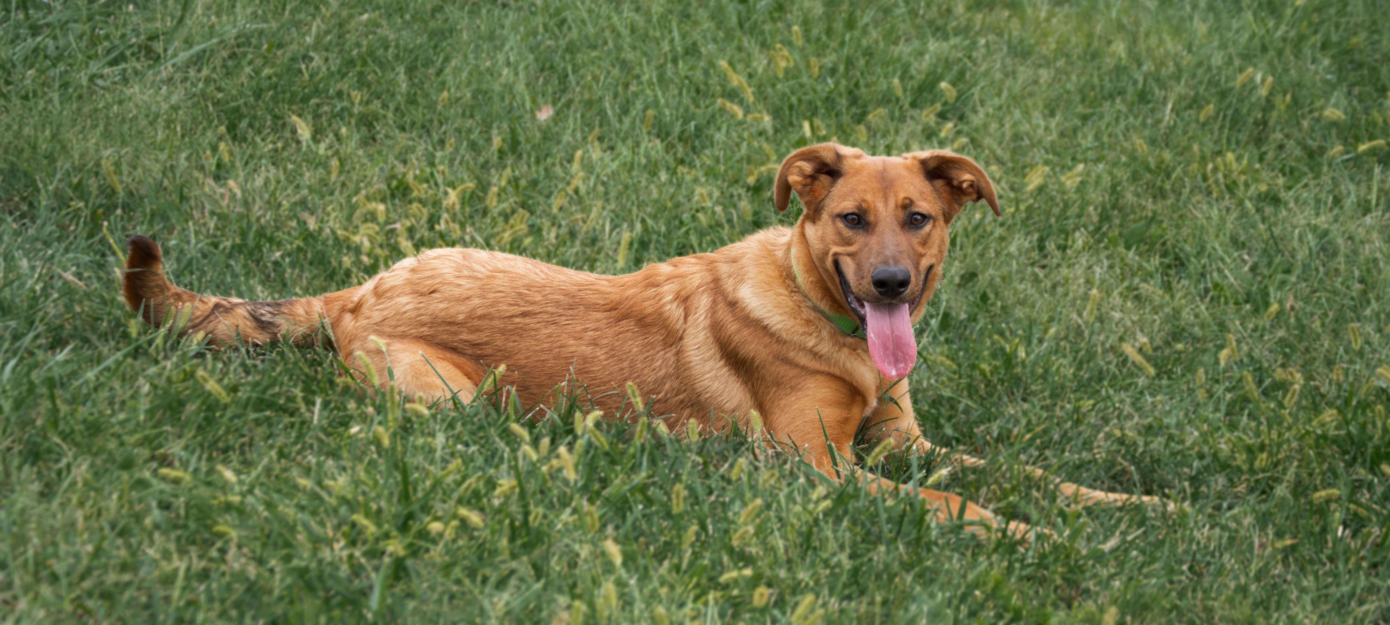 Marley, a Adoptable mixed breed in Winchester, KY image 2/6
