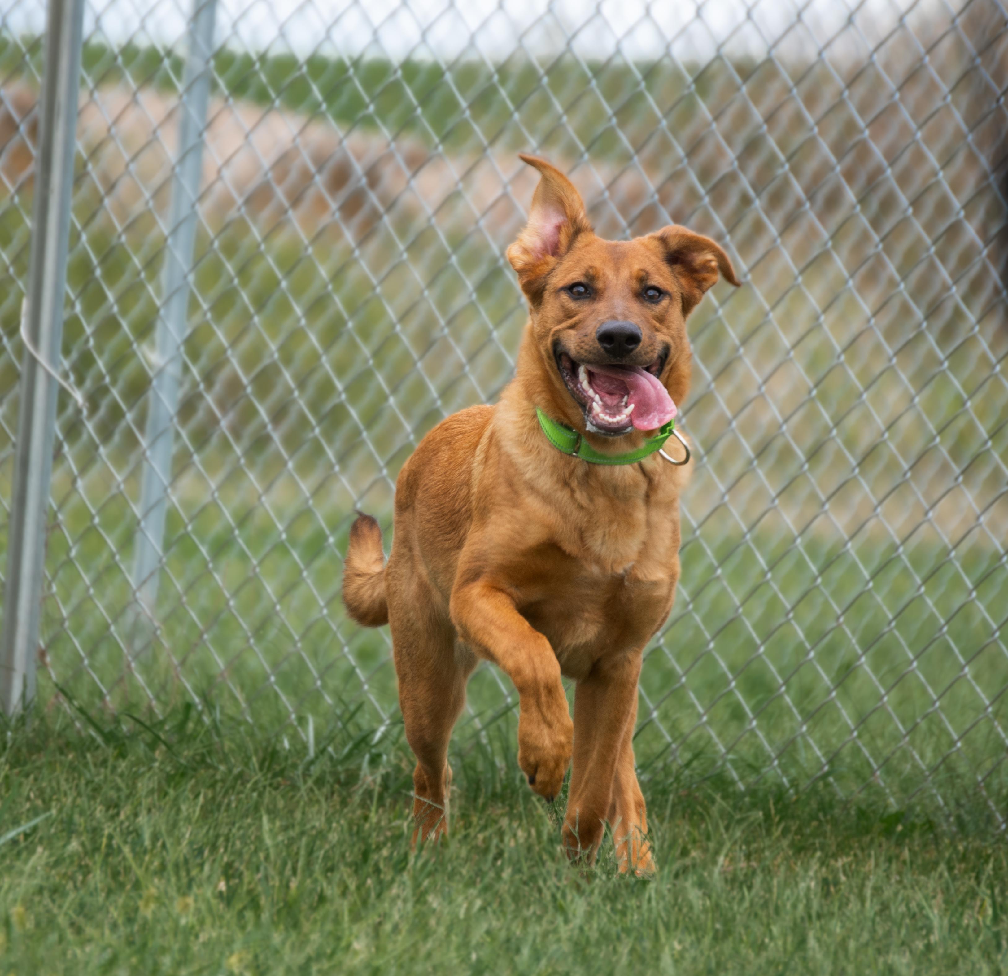 Marley, a Adoptable mixed breed in Winchester, KY image 3/6