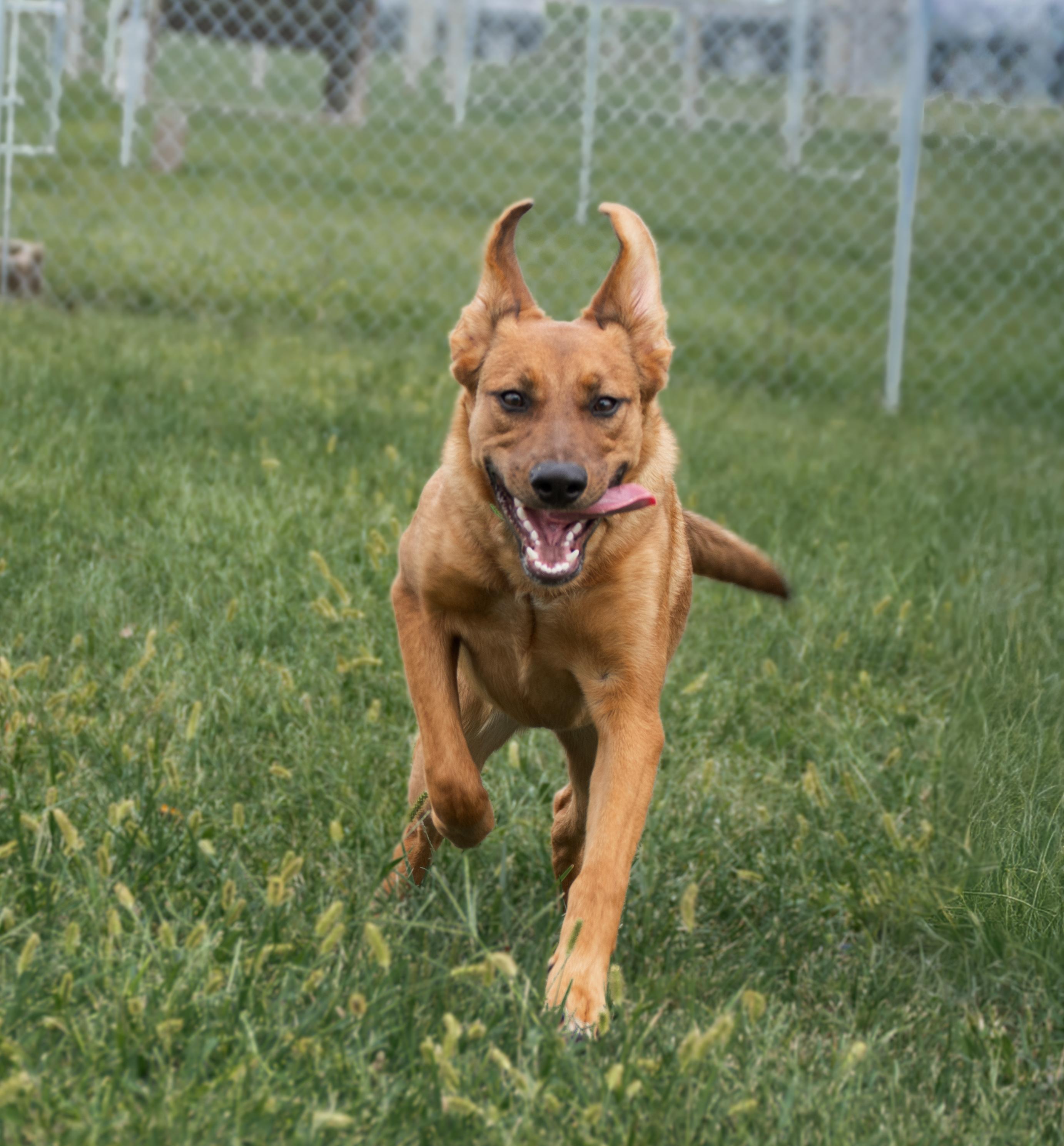 Marley, a Adoptable mixed breed in Winchester, KY image 5/6