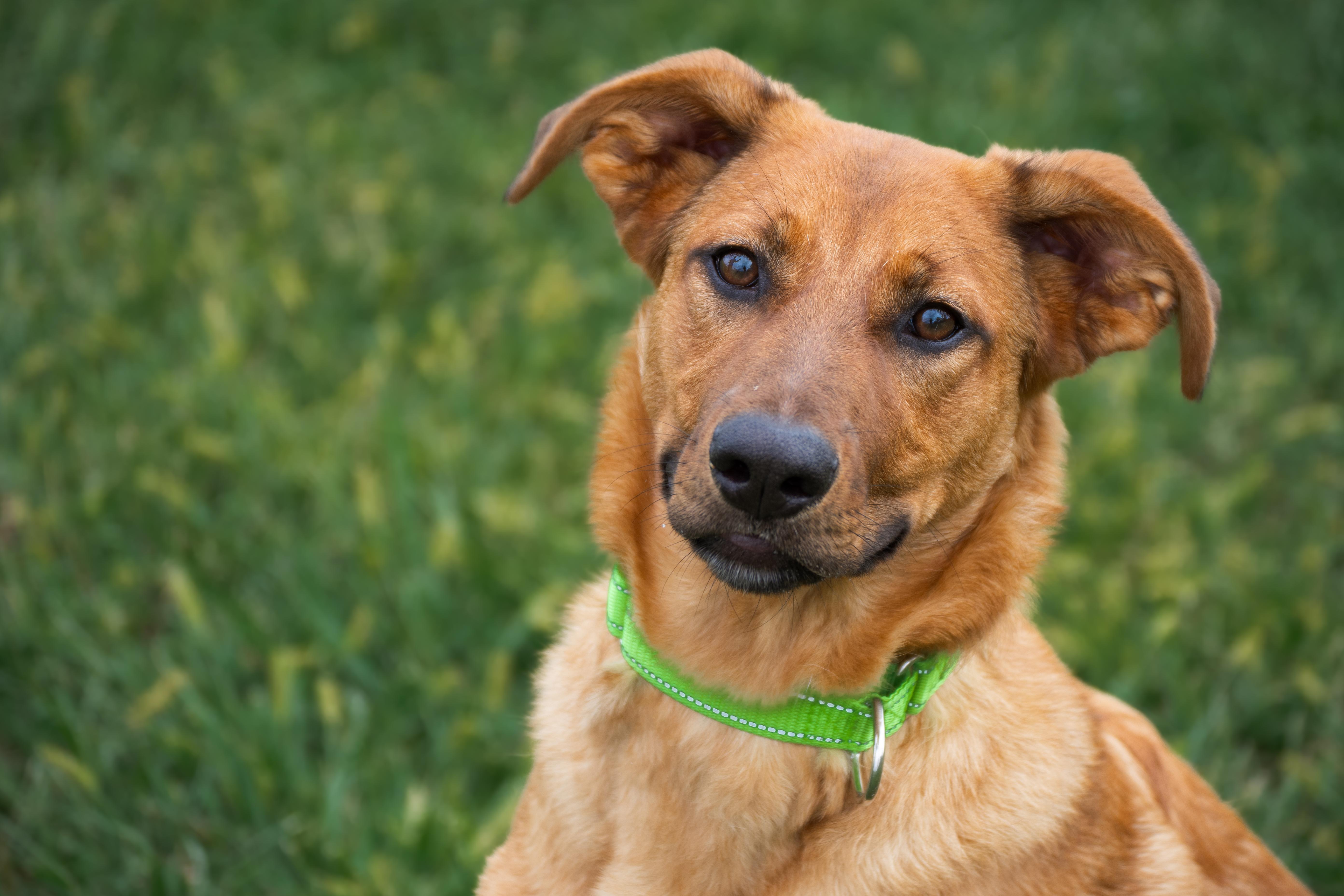 Marley, a Adoptable mixed breed in Winchester, KY image 6/6