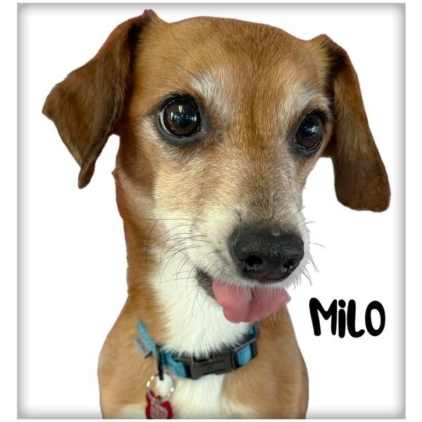Milo